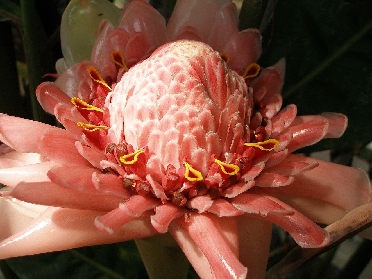 Torch Ginger